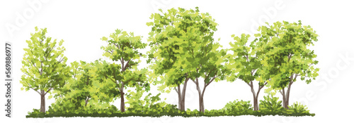 Vector watercolor of tree side view isolated on white background for landscape  and architecture drawing, elements for environment and garden, painting botanical for section and elevation 