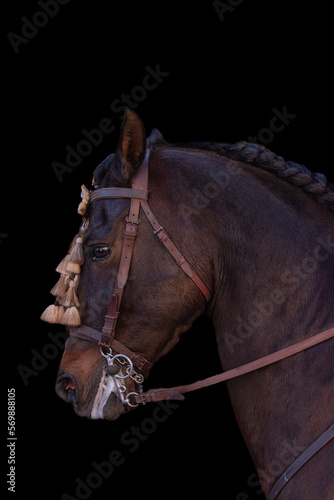 Chestnut andalusian horse portrait on a black background. Pure Spanish thoroughbred with bridle, dark braided mane and decorated head. Equestrian vertical image.