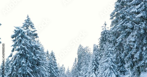 Discovering the bright morning dusk in a deep frozen blue winter forest. High quality 4k footage