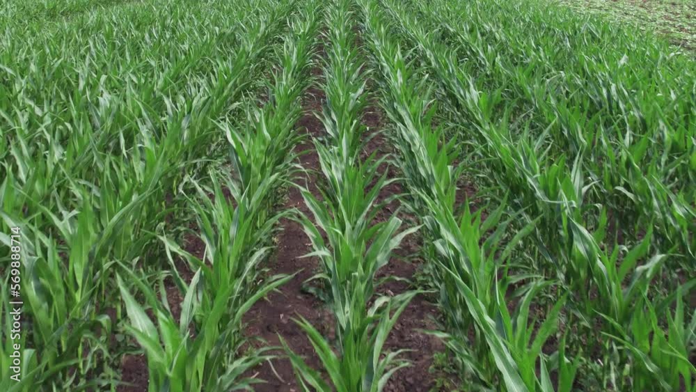 Drone flying over corn maize field, maize crop plantation ready for cultivation Drone flying over corn maize field, maize crop plantation ready for cultivation