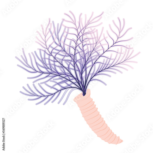The underwater world of the ocean. Diving, Aquarium plant. White tiny tube worm  scene in marine reef aquarium. Sabellidae Vector stock illustration. Isolated on a white background. photo
