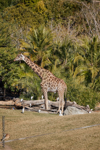 A giraffe stands near water and trees surrounded by birds.
