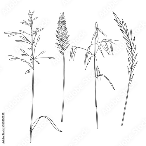 vector drawing grass plants, line drawing floral elements, hand drawn illustration