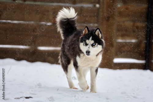 Portrait of a Siberian Husky close-up, side view of the head of a Siberian Husky with a red-white coat color and blue eyes, a breed of sled dogs. Husky dog for a walk outdoors, blurred background