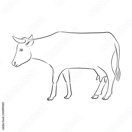 vector drawing cow  sketch of domestic animal  hand drawn illuastration   isolated nature design element