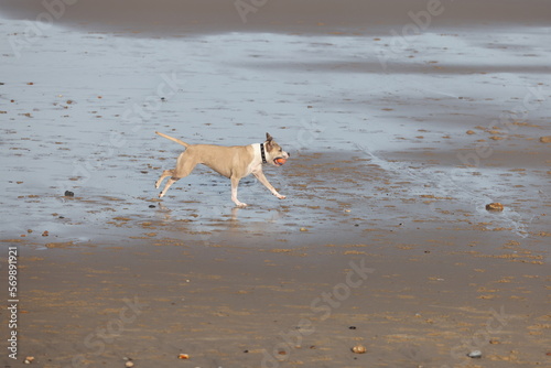 Sequential action shots of a Dog with a ball playing on a beach in Walcott Norfolk UK photo