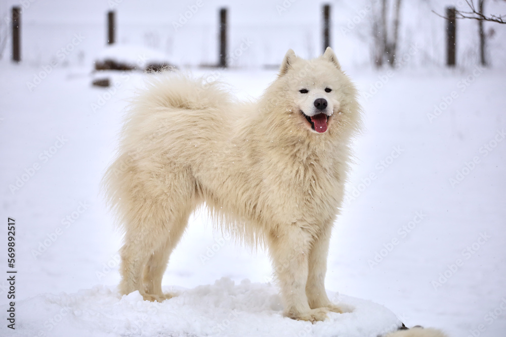 White Samoyed dog stands on the snow the field White Samoyed dog stands on the snow the field