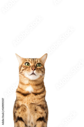 Funny cat face on a white background.