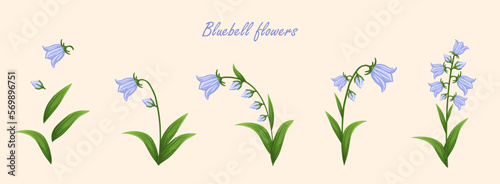 Bluebell flowers set. Floral plants with blue blooms. Botanical vector illustration on isolated background.