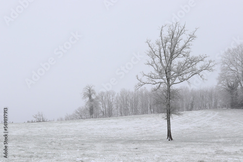 a tree in a meadow under the snow