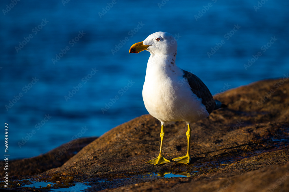 Beautiful large Pacific gull up close standing on a rock at sunset in lucky bay, Esperance, Western Australia Beautiful large Pacific gull up close standing on a rock at sunset in lucky bay, Esperance, Western Australia