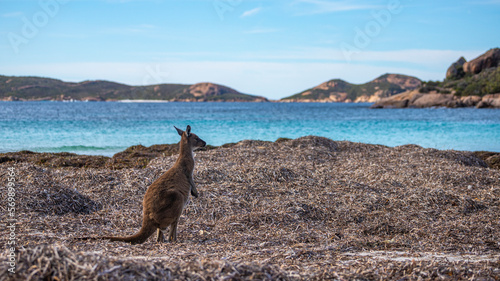 Beautiful, adorable, cute western grey kangaroo feeding on algae on stunning Lucky Bay, Esperance, Western Australia