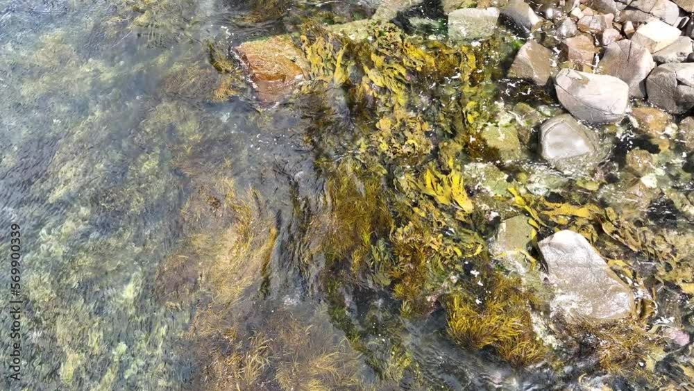Seaweed and bull kelp growing on rocks in the ocean in australia. Waves moving seaweed over rock and flowing with the tide in Japan. Seaweed farm Seaweed and bull kelp growing on rocks in the ocean in australia. Waves moving seaweed over rock and flowing with the tide in Japan. Seaweed farm
