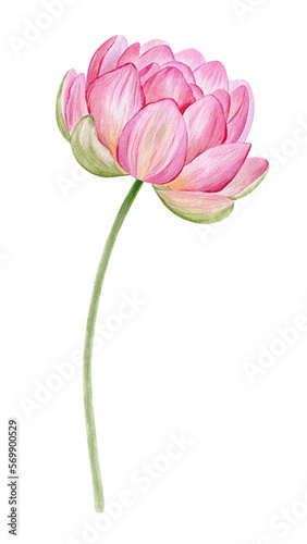 Pink lotus. Watercolor illustration. isolated on a white background. Chinese water lily. An element for the design of invitations, movie posters, fabrics and other items.