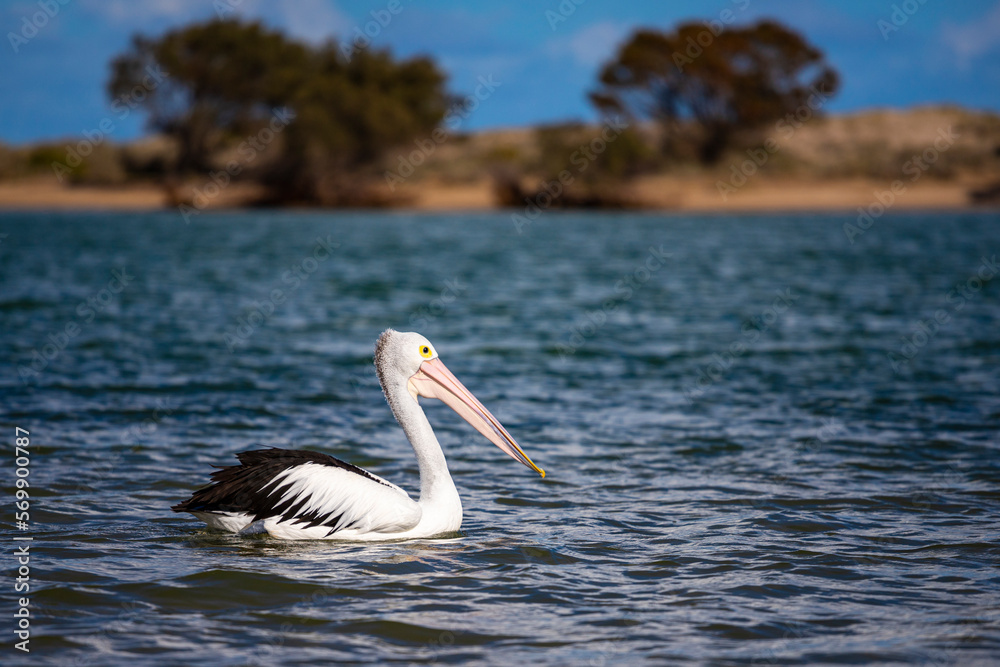 Beautiful large impressive Australian pelican up close swimming in a lake in Kalbarri, Western Australia Beautiful large impressive Australian pelican up close swimming in a lake in Kalbarri, Western Australia