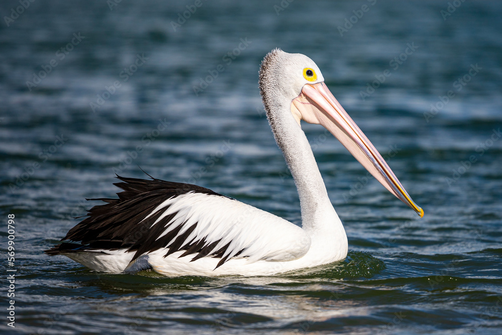 Beautiful large impressive Australian pelican up close swimming in a lake in Kalbarri, Western Australia