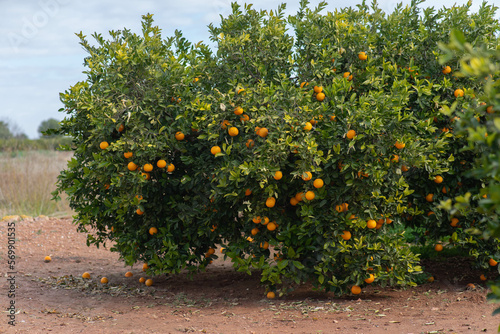 Campos de naranjos en Valencia