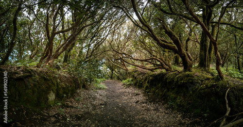 The Straight and Narrow: A Jungle Pathway photo