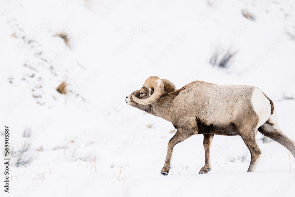 Naklejka premium Wyoming Bighorn sheep in the winter snow.