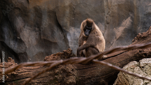 mandrill sitting alone on a tree with a sad face. Concept of loneliness photo