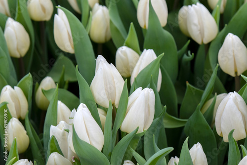 Close Up White Tulips At The National Tulip Day At Amsterdam The Netherlands 23-1-2023