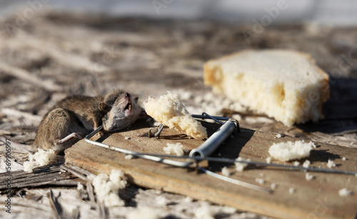 Mouse in a wooden mousetrap with bread outside.