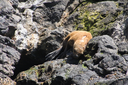 Sleeping sea lion at Chilo   Island  Chile