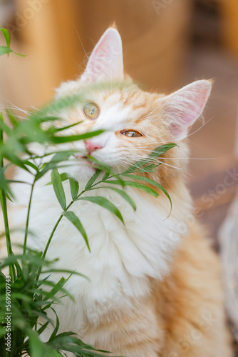 rote Katze knabbert am Zimmerpflanze, Norwegische Waldkatze mit Pflanze photo