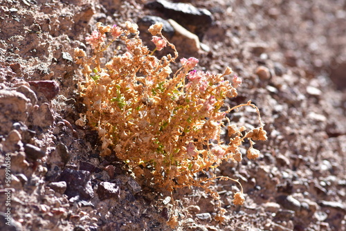 Blossom of Desert Flowers in Atacama Chile