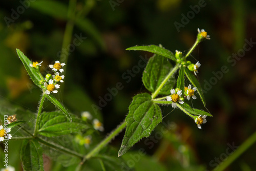 close-up photo Galinsoga quadriradiata is a species of flowering plant in the family Asteraceae which is known by several common names, including shaggy soldier,Peruvian daisy, hairy galinsoga photo