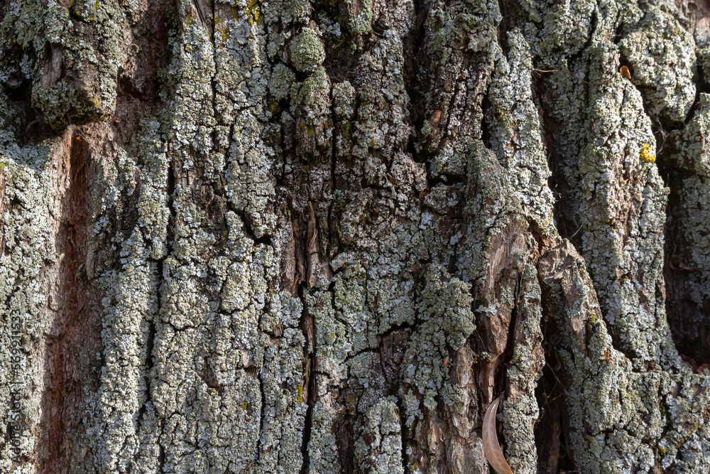 Close-up shot. Greenshield foliose white tube bone pillow lichen Parmeliaceae family Hypogymnia Physodes growing on bark coniferous tree in forest. Symbiosis. Natural texture brown abstract background Close-up shot. Greenshield foliose white tube bone pillow lichen Parmeliaceae family Hypogymnia Physodes growing on bark coniferous tree in forest. Symbiosis. Natural texture brown abstract background