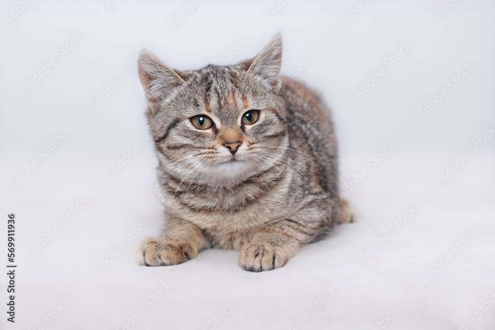 Cute Cat posing at camera. Beautiful Cat is lying on a light background. Place for text. Cat rests. Kitten with big green eyes close-up. Pet. Beautiful Kitten. Without people. Front view. Cute Cat posing at camera. Beautiful Cat is lying on a light background. Place for text. Cat rests. Kitten with big green eyes close-up. Pet. Beautiful Kitten. Without people. Front view.