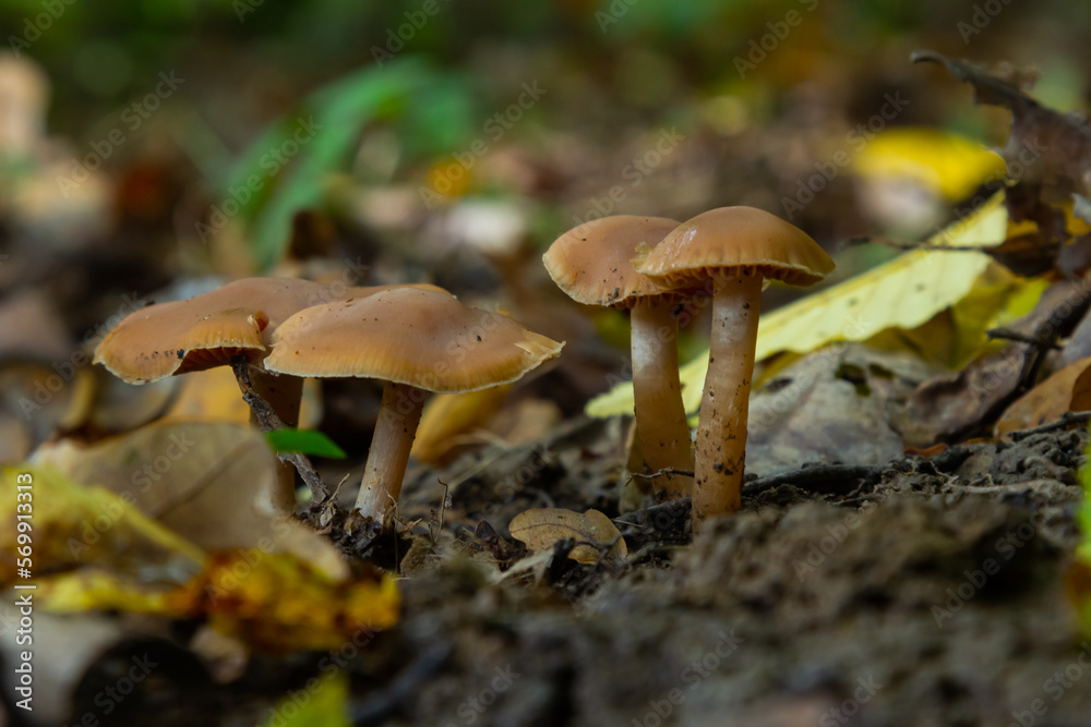 Gymnopus hariolorum mushrooms on the old stump Gymnopus hariolorum mushrooms on the old stump