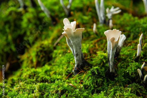 Amazing litte mushroom looks like branches with drops of dew - Xylaria hypoxylon photo