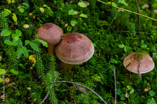 Tricholoma imbricatum, Matt knight mushroom in the autumn forest