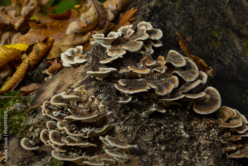 trametes versicolor, also known as coriolus versicolor and polyporus versicolor mushroom