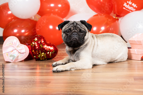 A sad pug celebrates Valentine s Day alone. Unrequited Love  a Celebration of Love and a Dog.