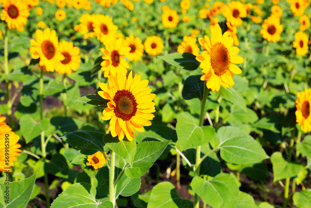 Fototapeta premium Sunflower field, Beautiful summer landscape.