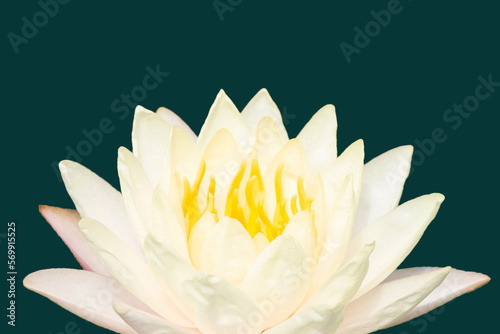 Beautiful yellow water lily. Lotus flower on drab green background.