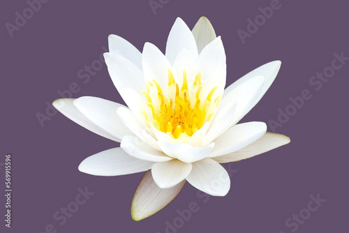 Beautiful white water lily. Lotus flower on purple background.