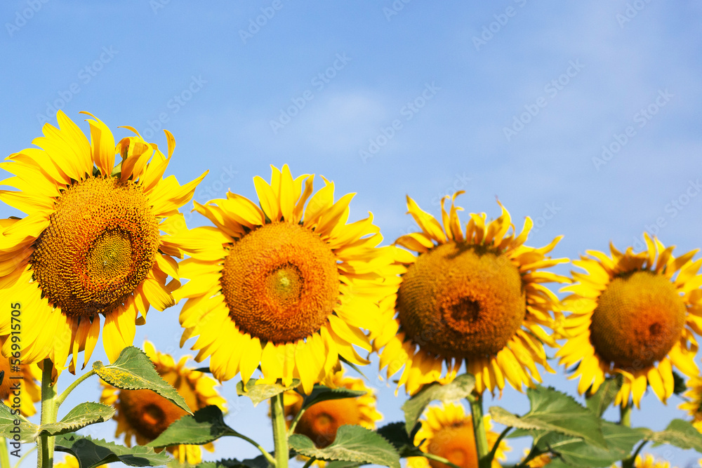 Fototapeta premium Sunflowers are blooming with blue sky. Sunflower field