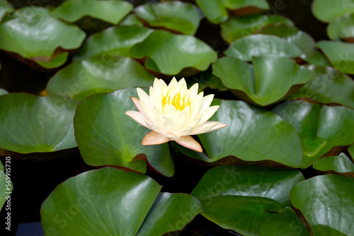 Beautiful yellow water lily. Lotus flower with green leaves
