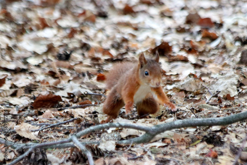 eurasian red squirrel in forest at the Veluwe in Gelderland
