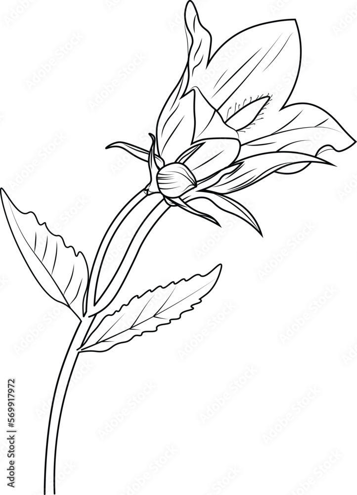Grafika wektorowa Stock Easy yellow bellflower drawing, flowers