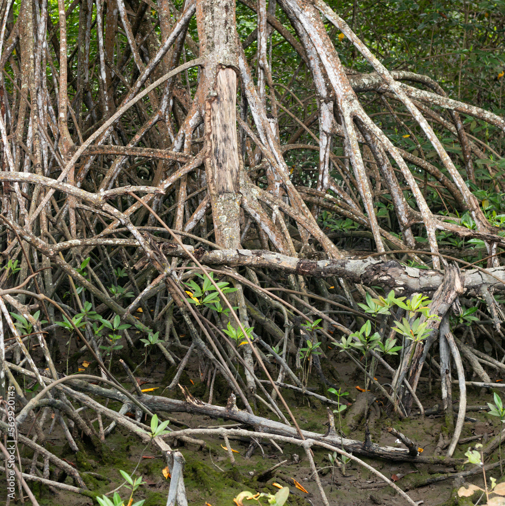 Discover the Beauty of Mangrove Forests with Our High-Resolution Stock Images for Sale Discover the Beauty of Mangrove Forests with Our High-Resolution Stock Images for Sale