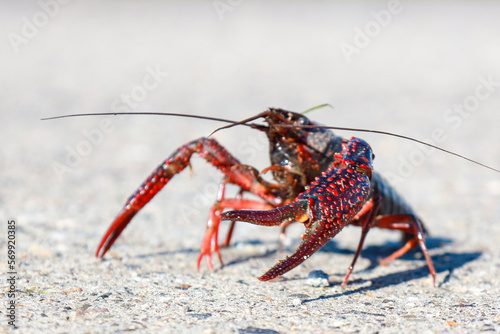 Red American crayfish in the Zuidplaspolder where they cause nuisance as a native species photo
