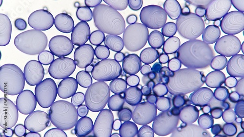 Starch granules of potato. Stained by lugol iodine. 400x magnification with selective focus
