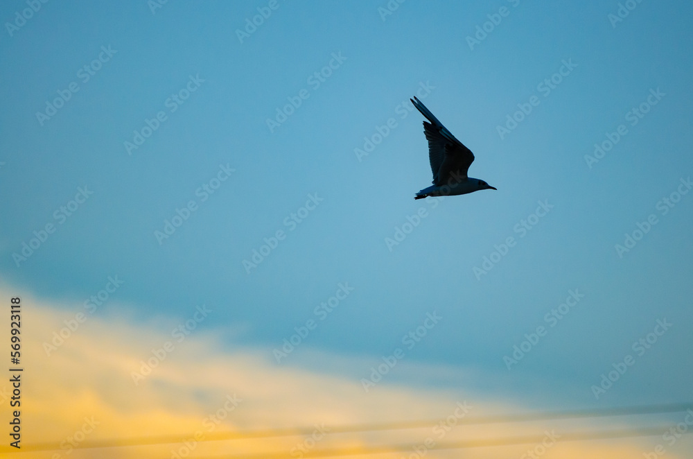 Silhouette of a flying seagull against the sunset sky