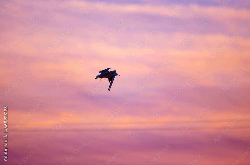 Naklejka premium Silhouette of a flying seagull against the sunset sky