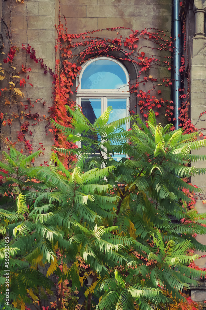 Picturesque wall of an old house twined with red ivy.